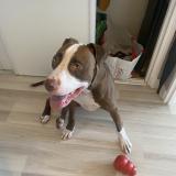 Picture of dog lost at Beauchene