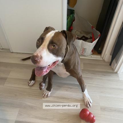 Photo 1/1 Shadow Chien lost in Beauchene