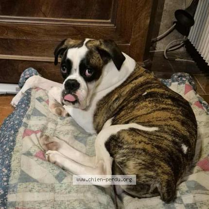 Photo 1/1 Attila Chien lost in Esves le moutier