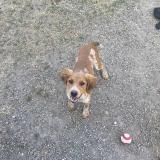 Picture of dog lost at Bram