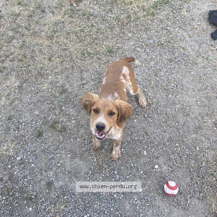 Photo 1/1 Tara Chien lost in Bram