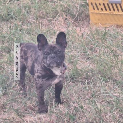 Photo 1/1 Nala Chien lost in Montlouis sur loire