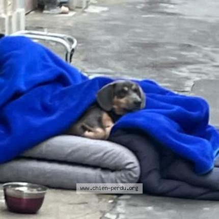 Photo 1/1 Found dog Found in Paris