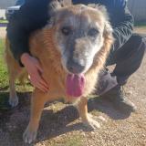 Picture of dog found at Meounes Les Montrieux