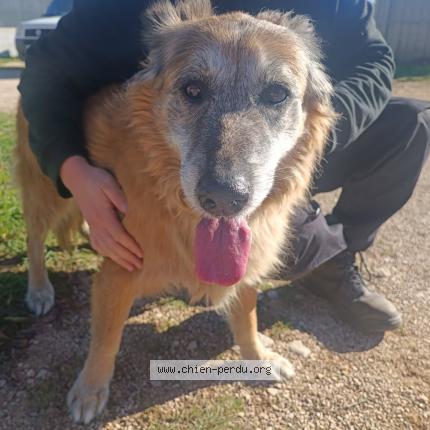 Photo 1/1 Dog reunited Found in Meounes les montrieux