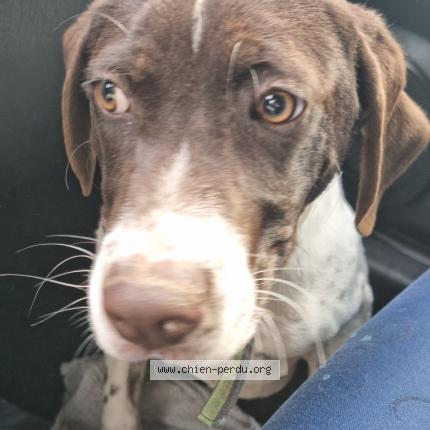 Photo 1/1 Found dog Found in Elancourt