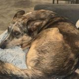 Picture of dog lost at Bastia