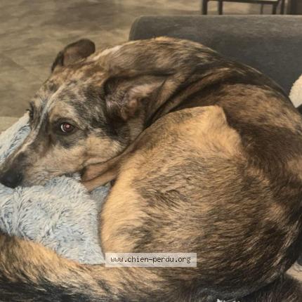 Photo 1/1 Snow Chien lost in Bastia