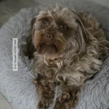 Foto van vermiste hond in Liege