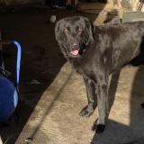 Picture of dog found at Souleuvre En Bocage