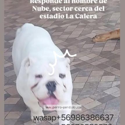Photo 1/1 nube Dog lost in Calera