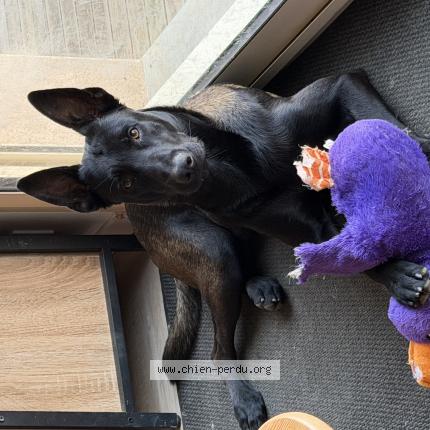 Photo 1/1 Venom Chien lost in Tulle