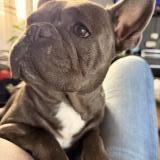 Picture of dog lost at Tarbes