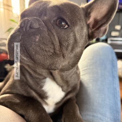 Photo 1/1 Vinyles Chien lost in Tarbes