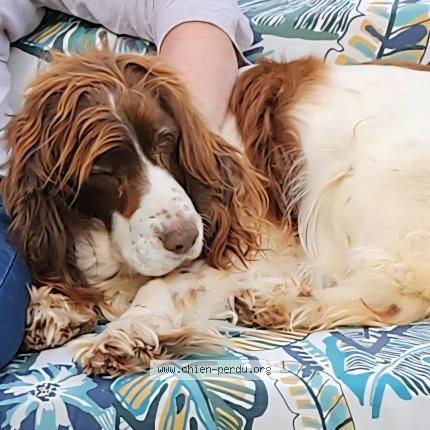 Photo 1/1 Grace Chien lost in Courtillers