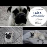 Picture of dog lost at Vert Le Petit