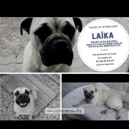 Photo 1/1 Laïka Chien lost in Vert le petit