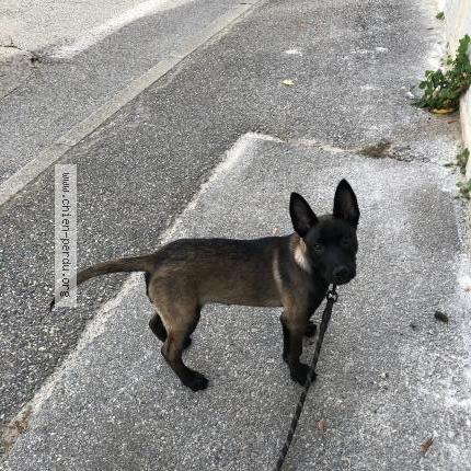 Photo 1/1 Zeuss Chien lost in Pont de l isere