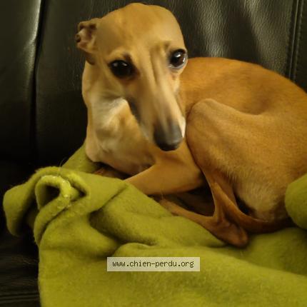 Photo 1/1 Saku Chien lost in Lille