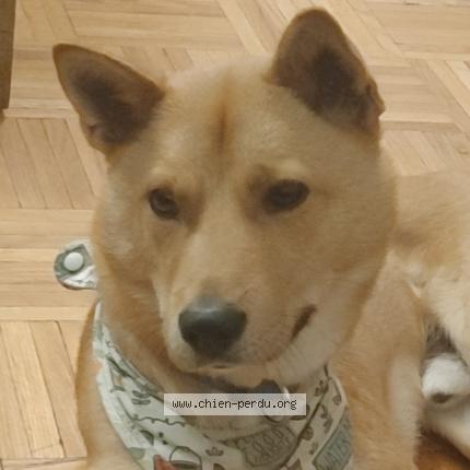 Photo 1/1 Reunited dog Lost in Laval