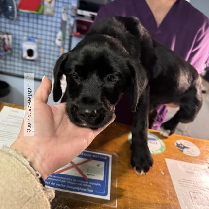 Photo 1/1 Found dog Found in Cavaillon