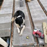 Picture of dog lost at Sare