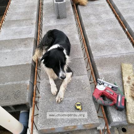 Photo 1/1 Poki Chien lost in Sare