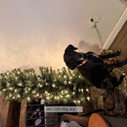 Picture of dog found at Washington