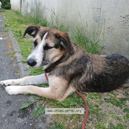 Photo 1/1 Venom Chien lost in Libourne