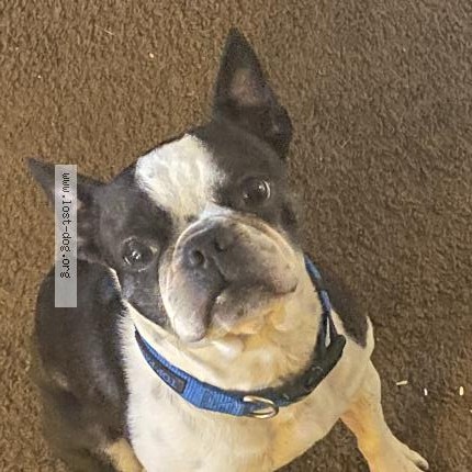 Photo 1/1 Benny Dog lost in Akron