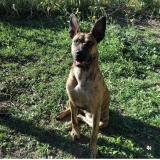 Picture of dog lost at Carpentras