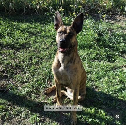 Photo 1/1 Vega Chien lost in Carpentras