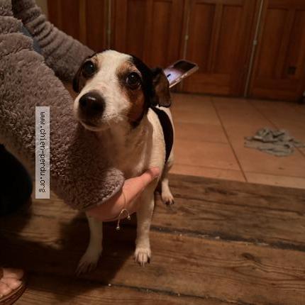 Photo 1/1 Found dog Found in Saint etienne du rouvray