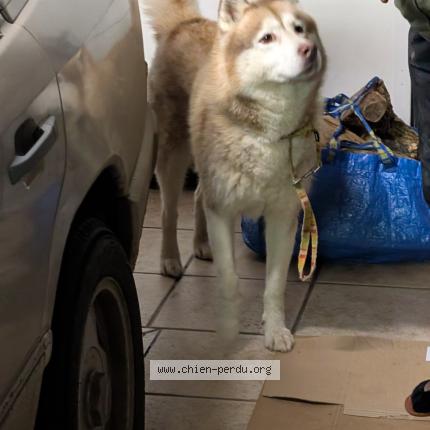 Photo 1/2 Found dog Found in Pont scorff