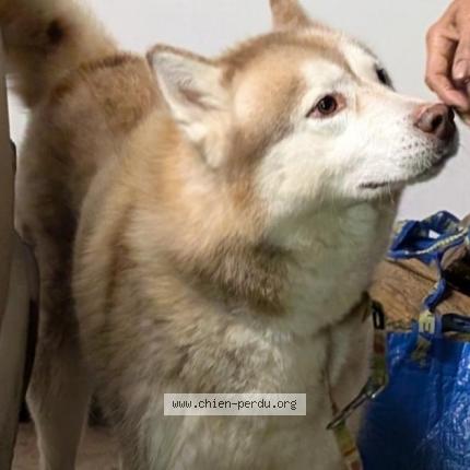 Photo 2/2 Found dog Found in Pont scorff