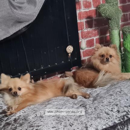 Photo 1/1 Bastos  Marley Chien lost in Tournai