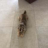 Picture of dog lost at Sainte Soulle