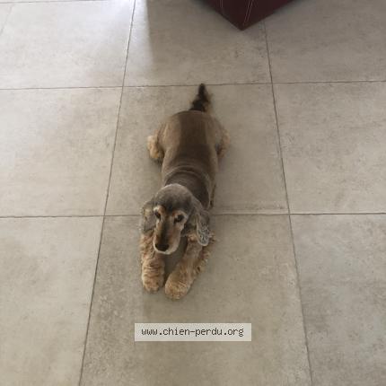 Photo 1/1 Giga Chien lost in Sainte soulle