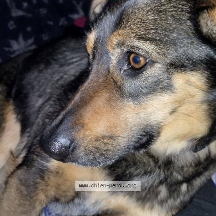 Photo 1/1 foxy Chien lost in Clermont l herault