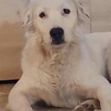 Picture of dog lost at Le Peage De Roussillon