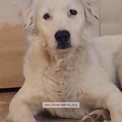 Photo 1/1 rebelle Chien lost in Le peage de roussillon