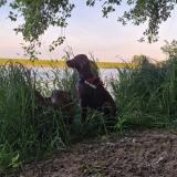 Picture of dog lost at Ouzouer Sous Bellegarde