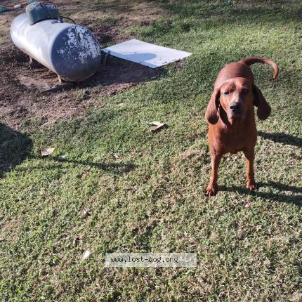 Photo 1/1 Found dog Found in Thicket