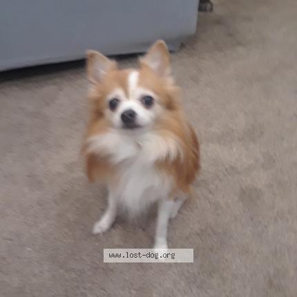 Photo 1/1 Fluffy Dog lost in Paterson