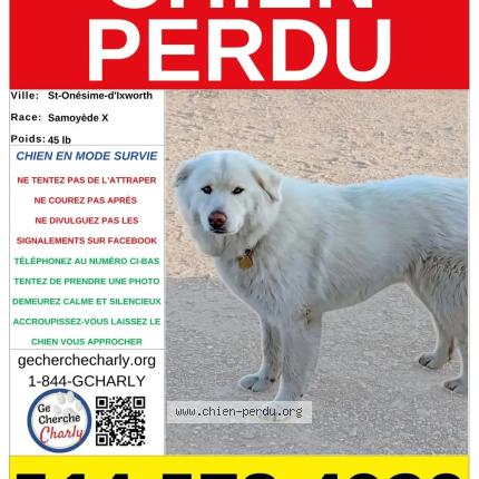 Photo 1/1 Nina Dog lost in St Onesime