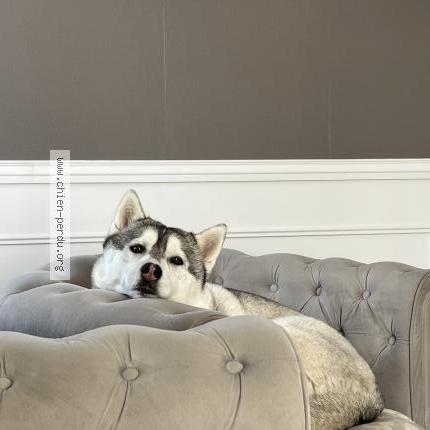 Photo 1/1 Telma Chien lost in Saint jouin bruneval