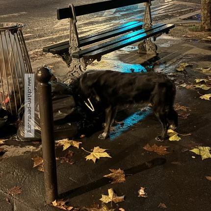 Photo 1/1 Found dog Found in Paris