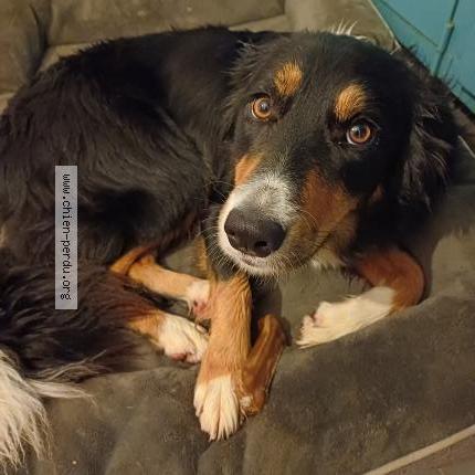 Photo 1/1 Uska Chien lost in Lauzach