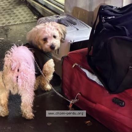 Photo 1/1 Found dog Found in Paris