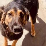 Picture of dog lost at Carrefour Mivoi